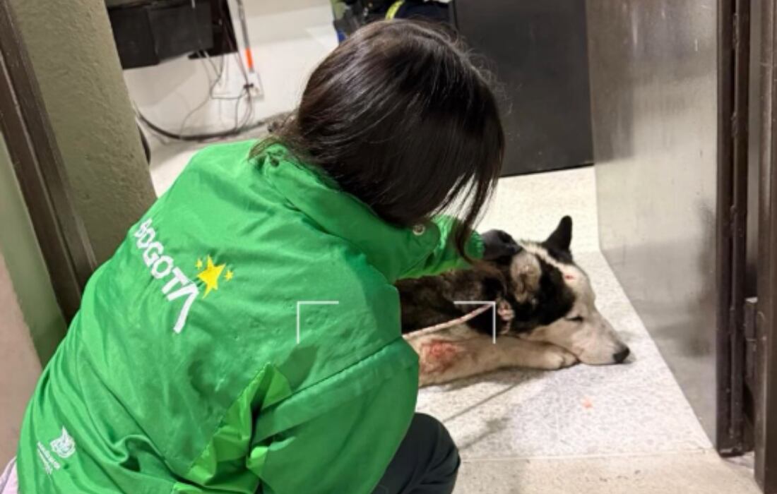 El pronóstico de salud de Scar estuvo cercano a la muerte durante días. - Imagen de IDPYBA