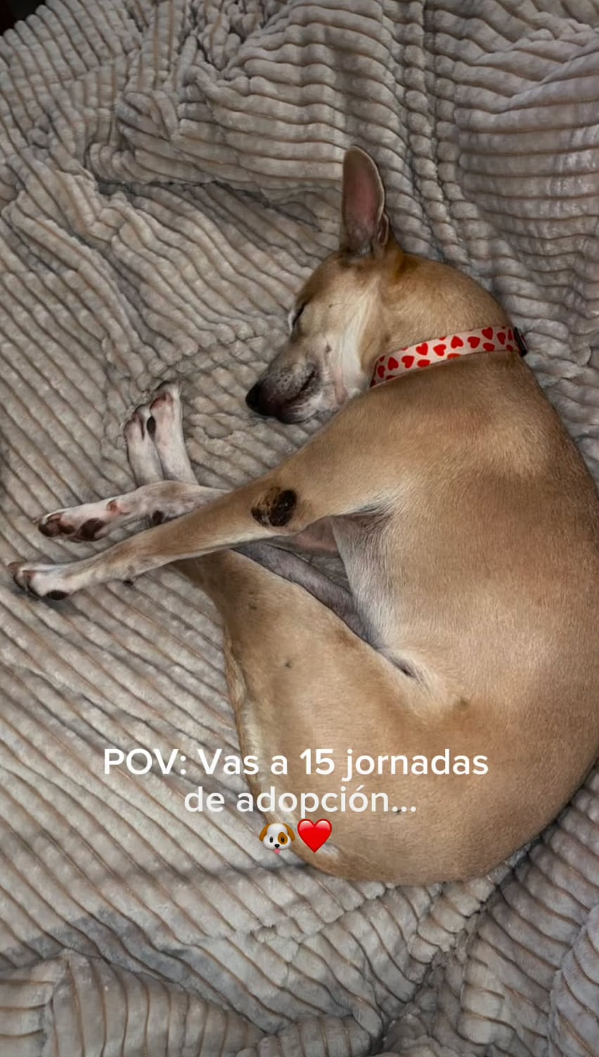 La historia de Pepa, la perrita que ha pasado por 15 jornadas de adopción y aún no encuentra hogar definitivo.