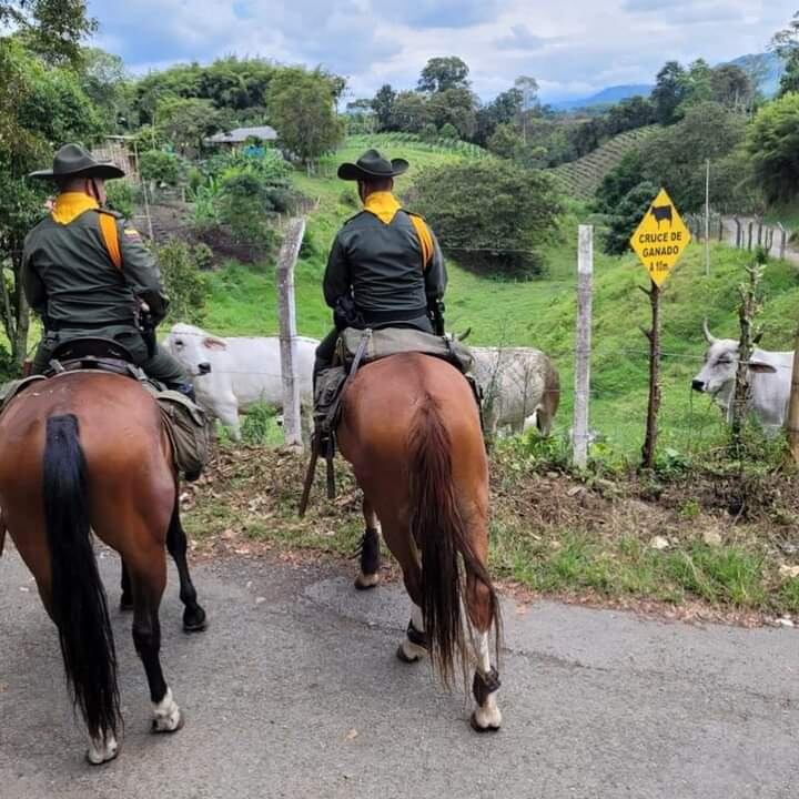 En el Quindío ejecutan el plan Vaquería contra el abigeato