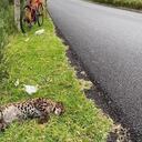 Tigrillo lanudo atropellado en la vía Las Palmas, en Medellín.