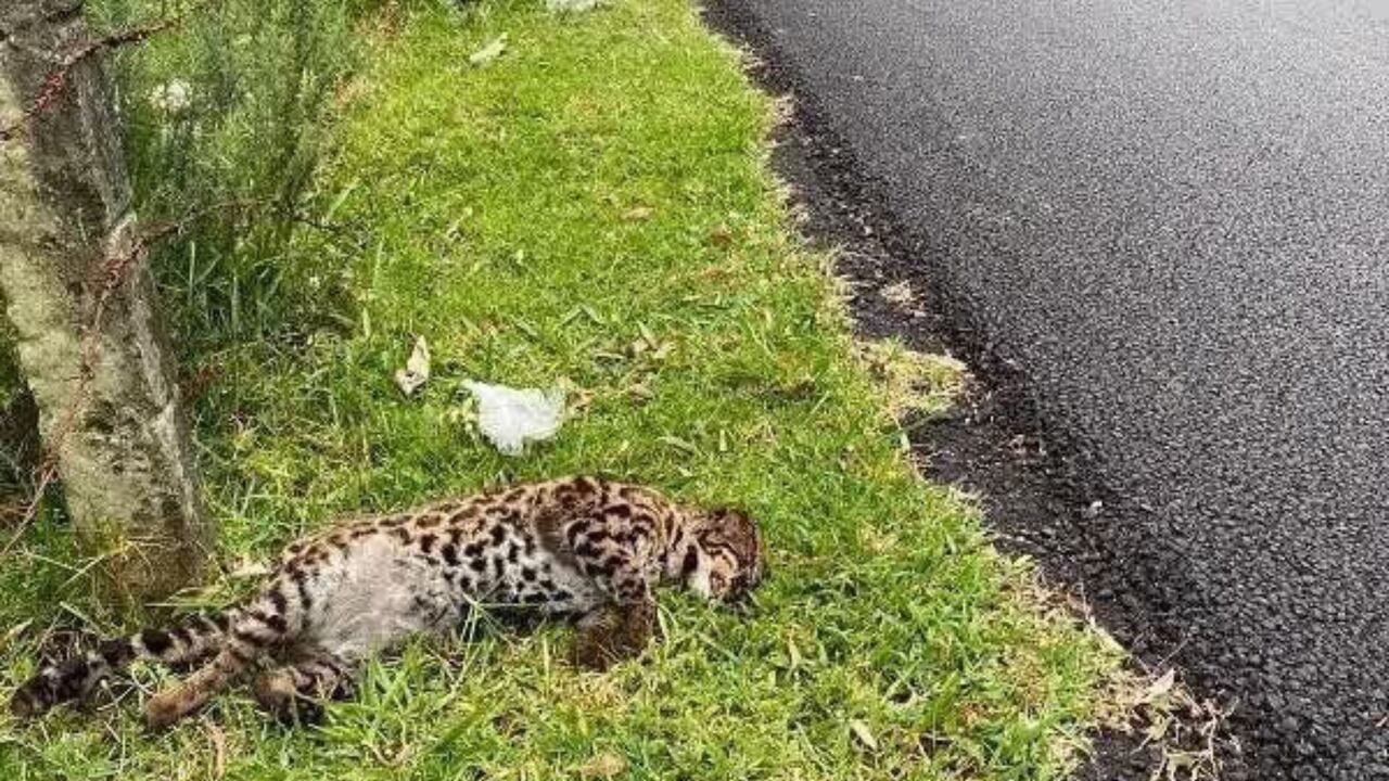 Tigrillo lanudo atropellado en la vía Las Palmas, en Medellín.