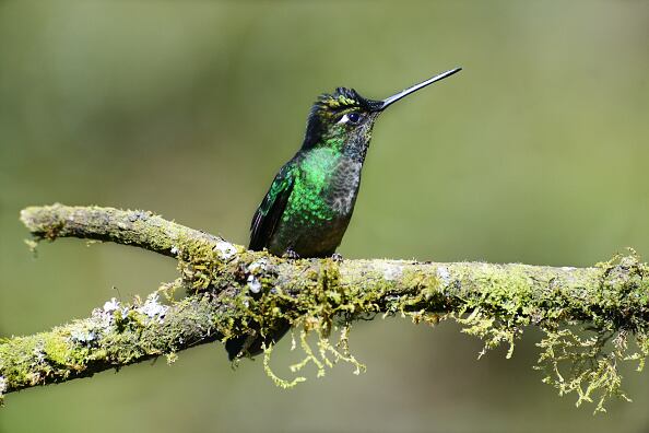 Colibrí