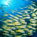 Peces en el océano.