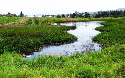 Humedal Juan Amarillo