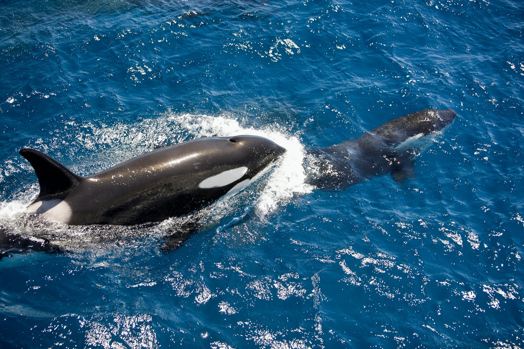 Hallazgo sugiere que orcas podrían estar comiéndose entre sí.