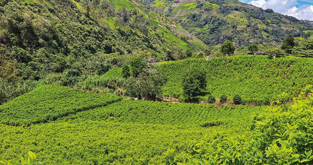 En el cañón del Micay, alfombrado de matas de coca, “nunca llega la ley y las Farc imponen el orden”.