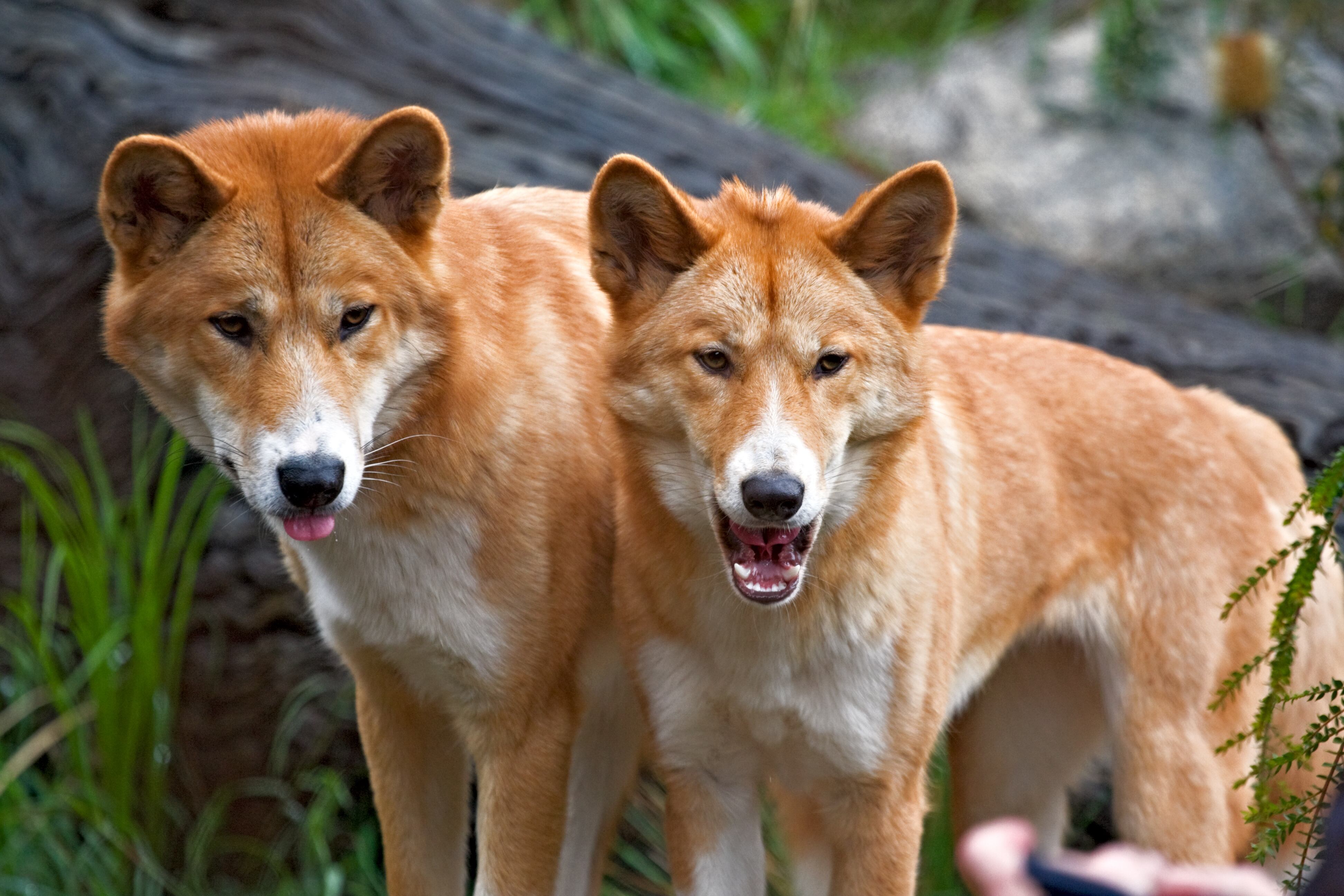 Los dingos son animales comunes en Australia, por lo que los protocolos de seguridad son de estricto conocimiento para la población en caso de ataque.