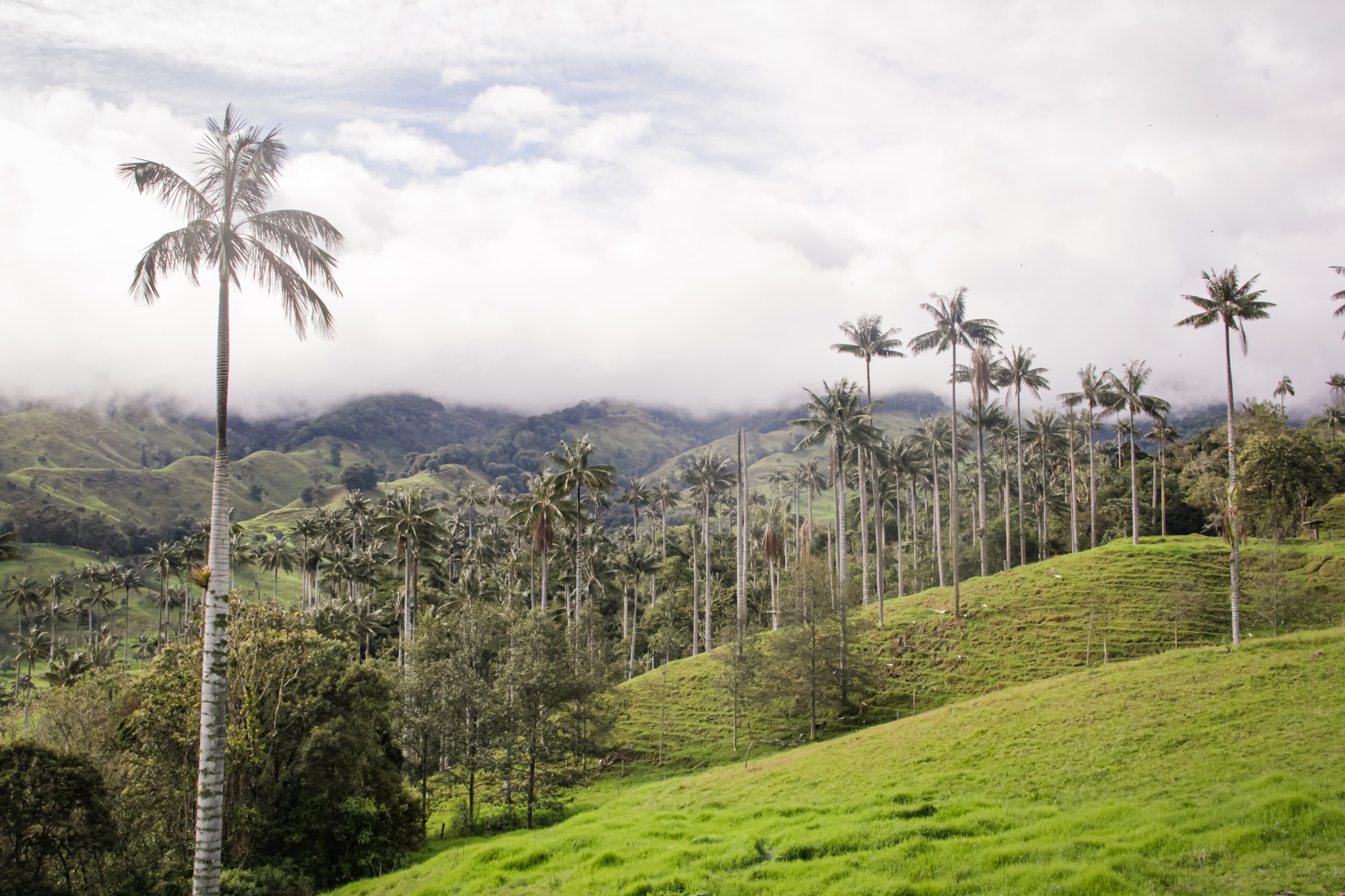 En el marco de la Alianza Regional por la Palma de Cera, Cortolima lidera un proceso de restauración con la siembra de 6.500 plántulas de esta especie.