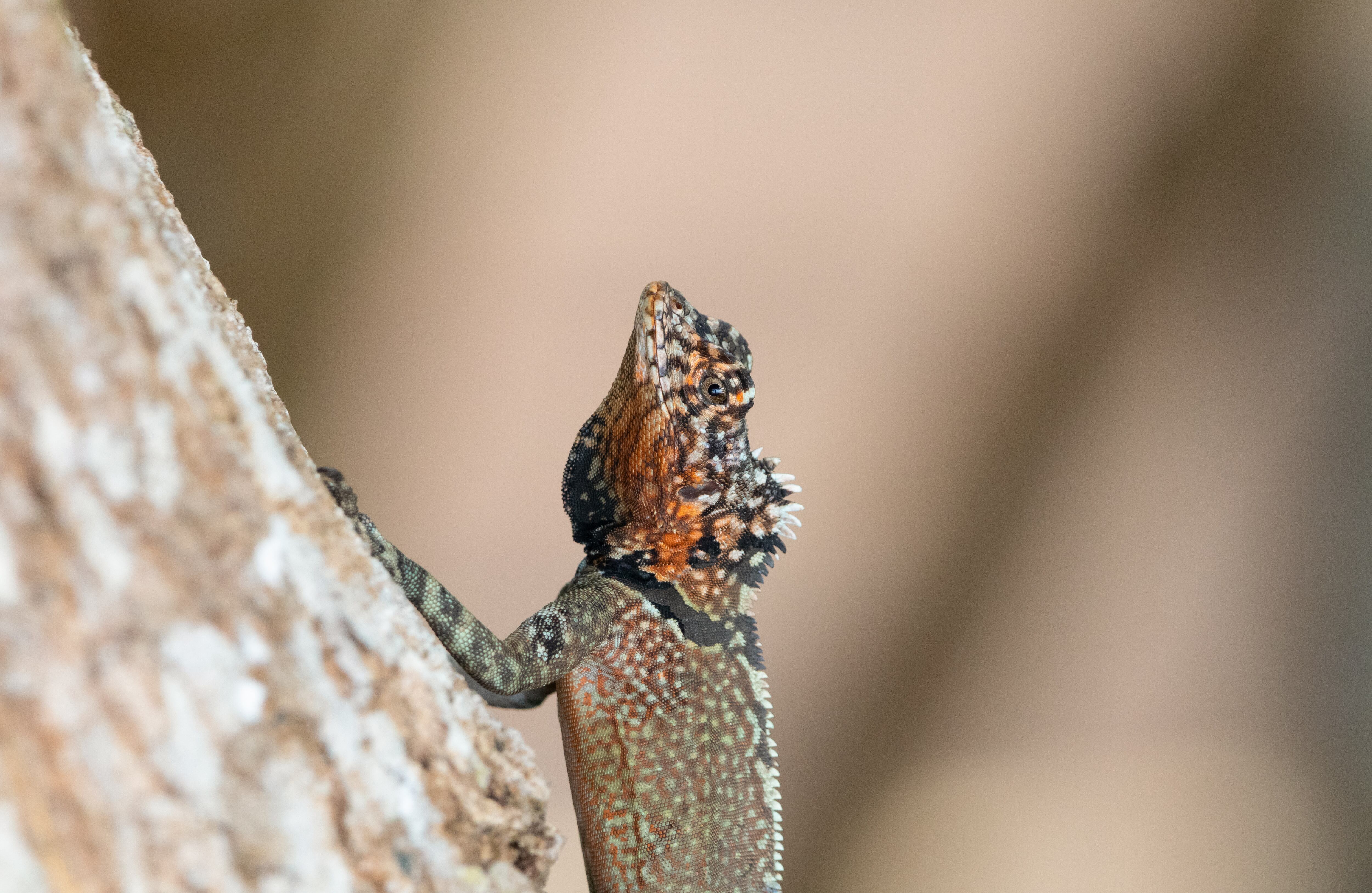 La octava maravilla del mundo 
En el Parque Nacional Natural El Tuparro se encuentran 17 especies de mamíferos -entre ellos, tigres mariposa, dantas, nutrias y monos aulladores- 325 especies de aves y 17 reptiles. También es reconocido por ser un santuario de orquídeas. Otro punto de interés es el raudal de Maipures, el punto donde se unen los ríos Orinoco y Tuparro, que fue descrito por Alexander von Humboldt como la ‘octava maravilla del mundo’. Foto: Luis Fernando Prada Vergara