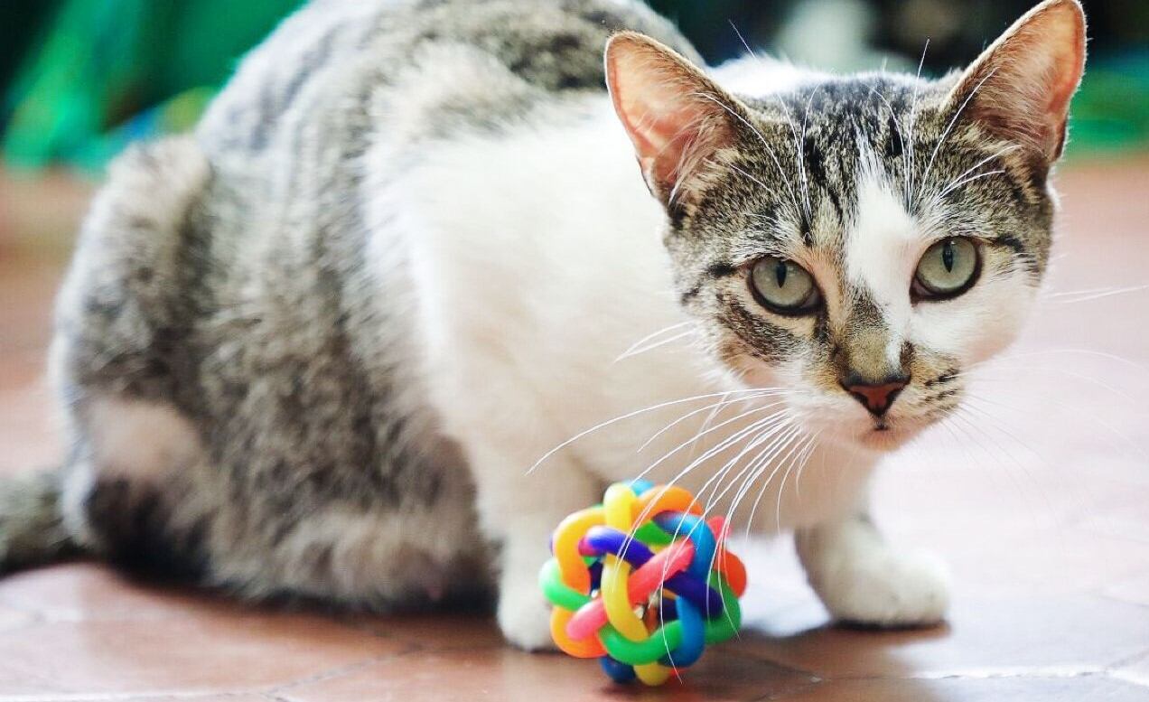 Jornada de adopción de mascotas en Bogotá
