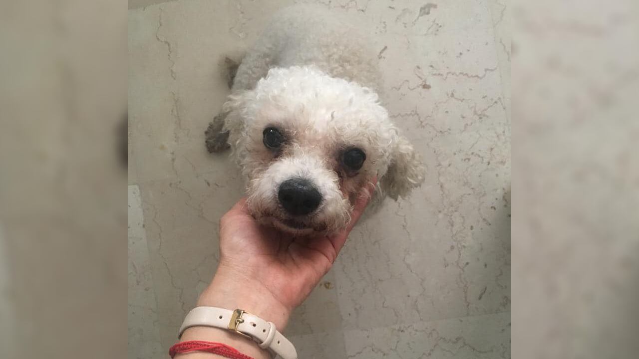 Fundación animales en Cali