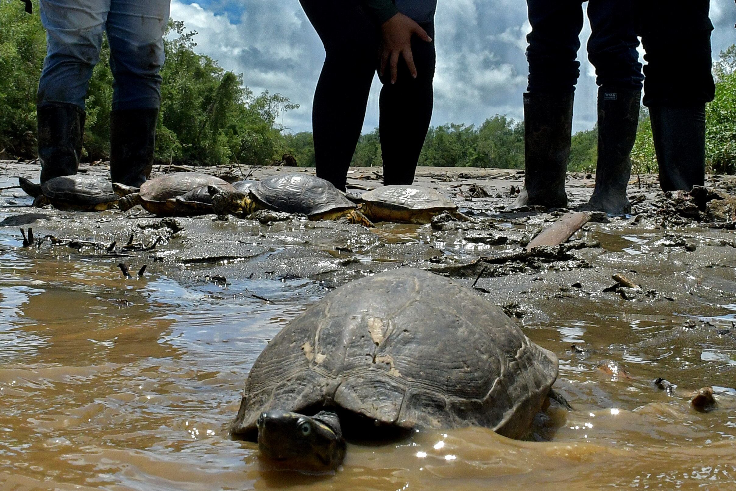 liberación 74 especímenes de fauna silvestre, de las cuales se destacan 3 loras frentirojas, 21 babillas, 27 tortugas, 19 boas y 4 cangrejos azules que regresan a su hábitat natural.
Estos animales fueron ingresados al centro de rehabilitación por medio de entregas voluntarias realizadas por las personas y/o comunidades, porque se recuperaron en medio de una situación de peligro o por decomiso debido a una retención ilegal por parte de algún ciudadano. Fotos Raúl Palacios / El Pais.