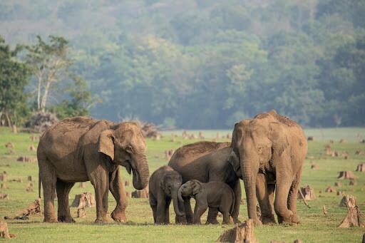 Secrets of Elephants