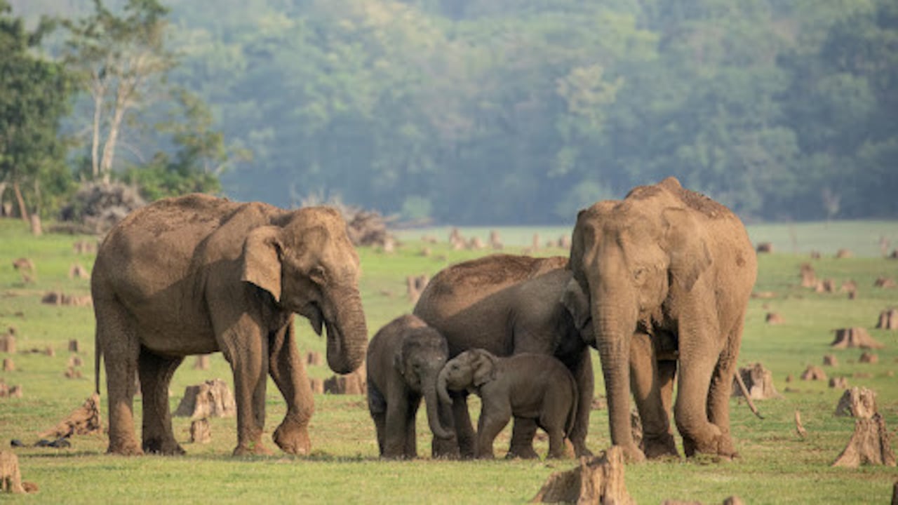 Secrets of Elephants