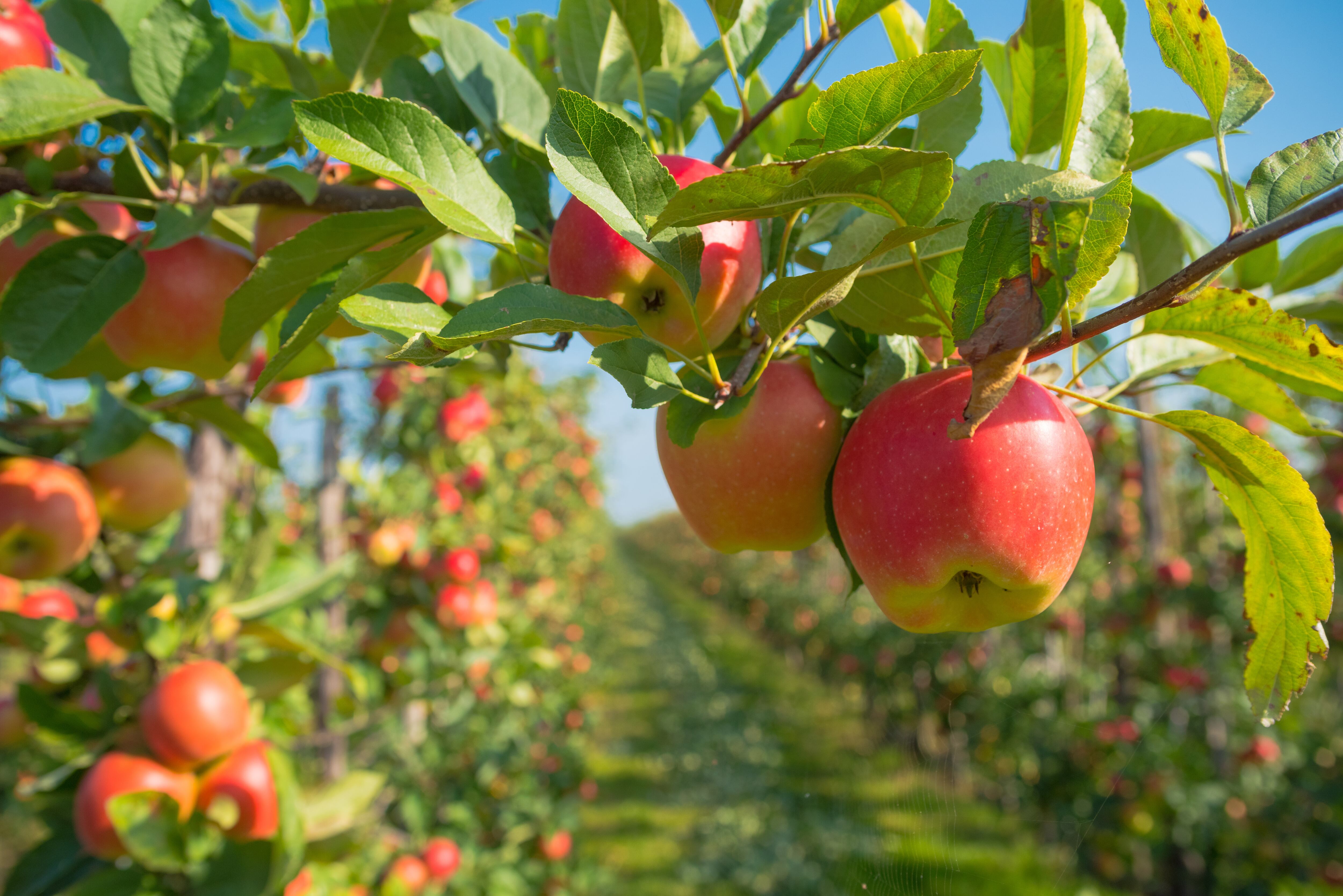 Anualmente Francia produce 1, 45 millones toneladas de manzanas.