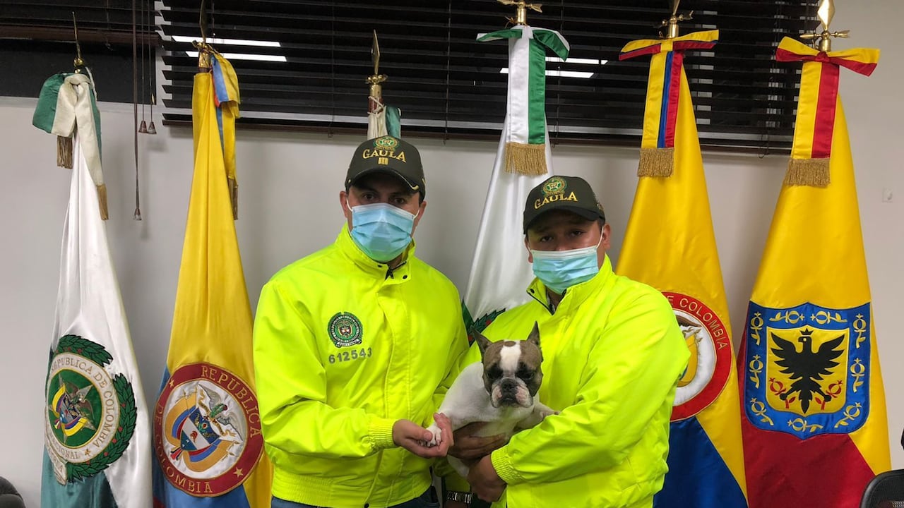 Perrita Venus tras su rescate