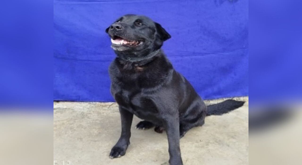 Ganicos, la otra víctima del fatal accidente que dejó nueve militares muertos en Nariño.