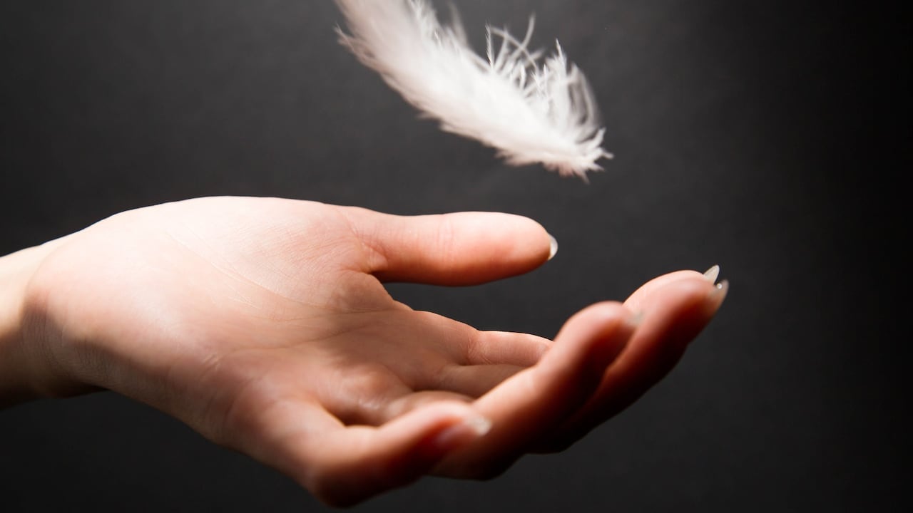 El significado de encontrar plumas de aves en la casa.