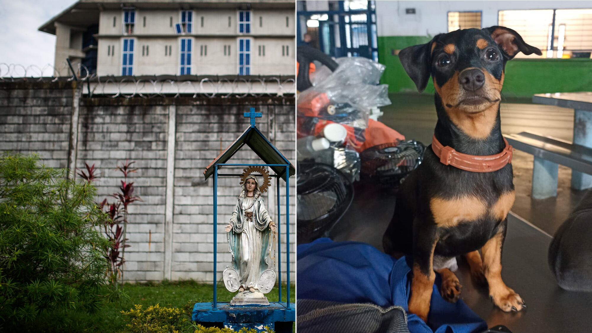 Cárcel Picaleña, Mascota