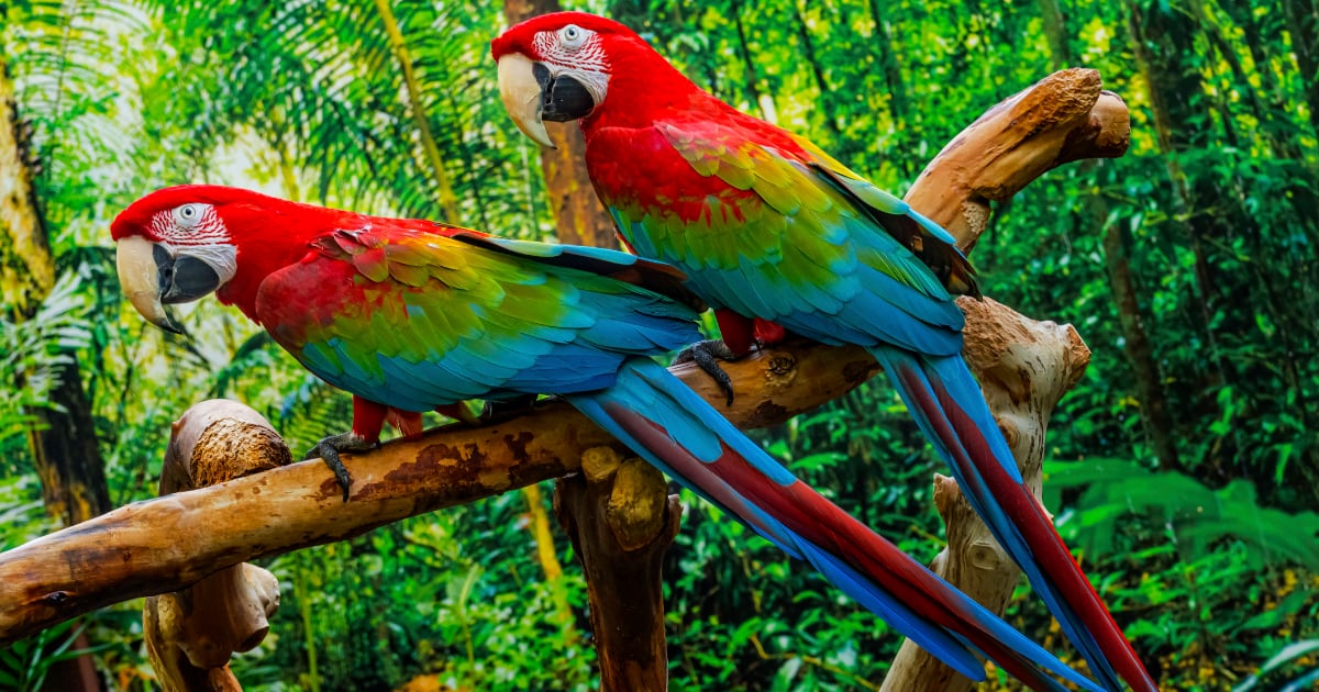 Nacen tres guacamayos rojos en Argentina luego de 150 años. Foto: GETTY IMAGES