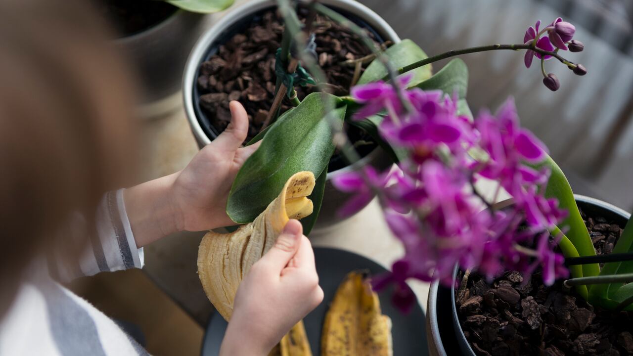 Las cáscaras de los plátanos ofrecen diversos beneficios en el hogar. Uno de ellos es como fertilizante natural y para dar brillo a las hojas de las plantas.