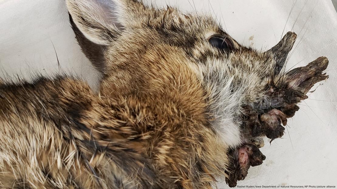 Expertos tranquilizan tras avistamientos de conejos con verrugas alargadas, no contagiosas para humanos.