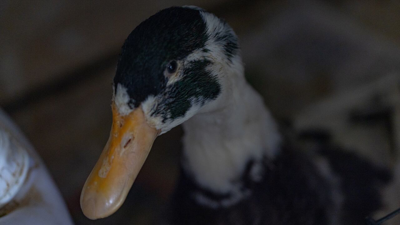 Funcionarios del IDPYBA también encontraron patos que eran comercializados.