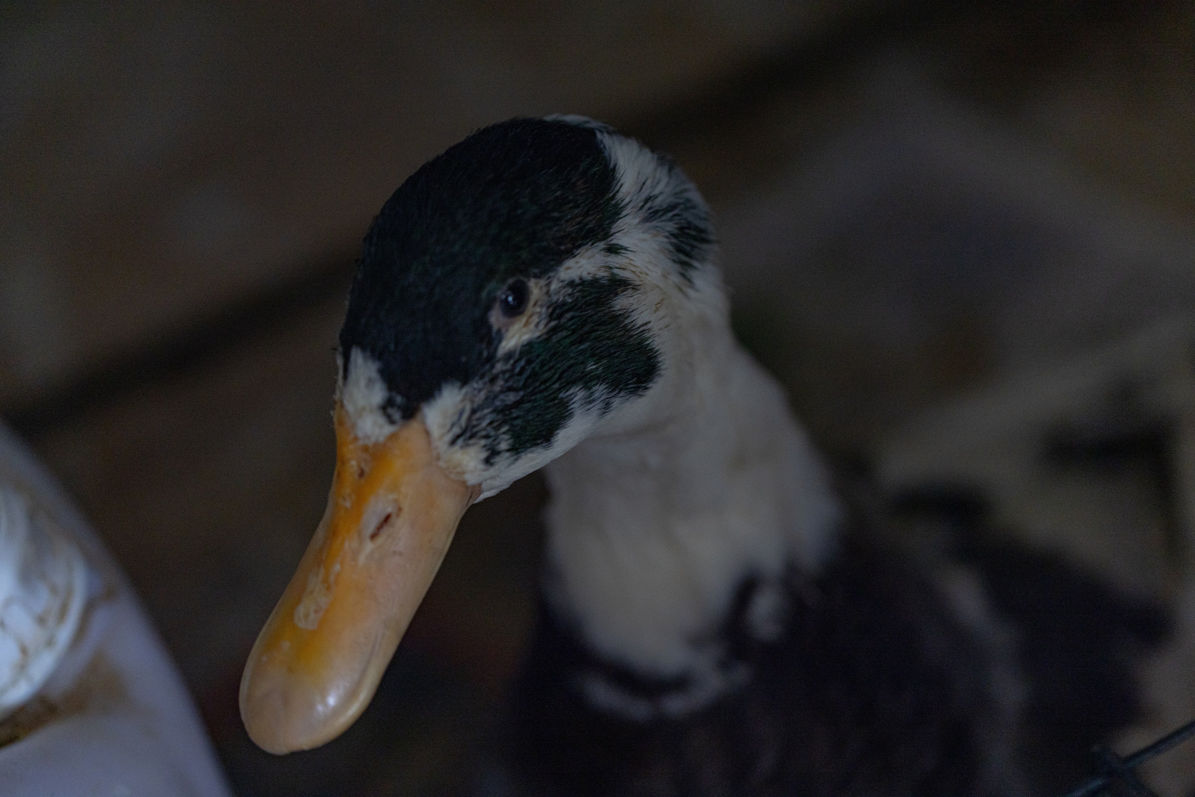 Funcionarios del IDPYBA también encontraron patos que eran comercializados.