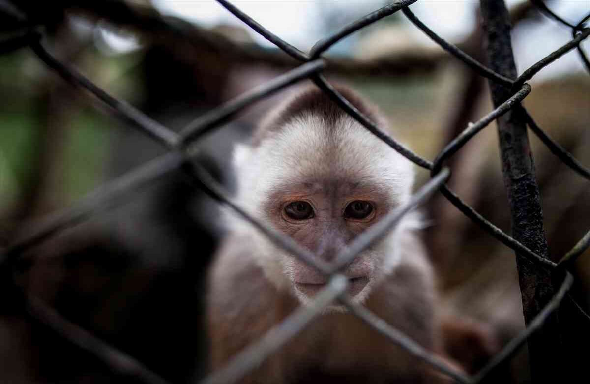 Un Mono capuchino cabeza blanca (Cebus Capucinus) rescatado de tráfico ilegal, vive en la Fundación Santa Cruz en San Antonio, Cundinamarca, Colombia, el 2 de agosto de, 2019. Foto: Juancho Torres