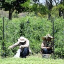 Visita al CIAT durante la COP16