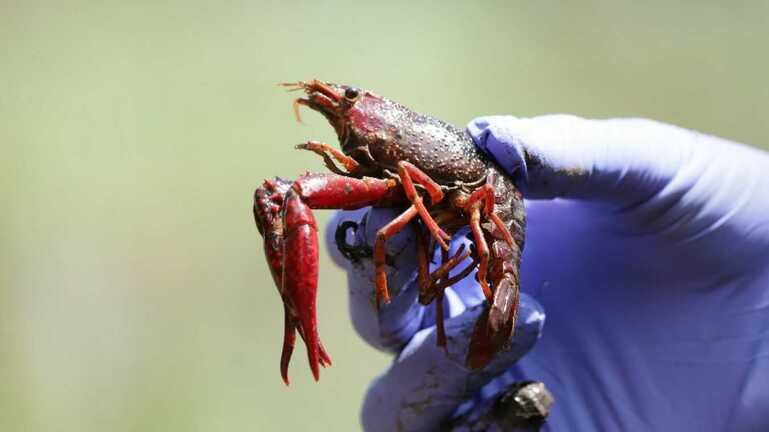 Esta especia originaria de Estados Unidos puede presentar un riesgo a fauna y flora en fuentes hídricas de la capital.