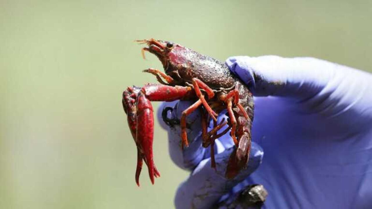 Esta especia originaria de Estados Unidos puede presentar un riesgo a fauna y flora en fuentes hídricas de la capital.