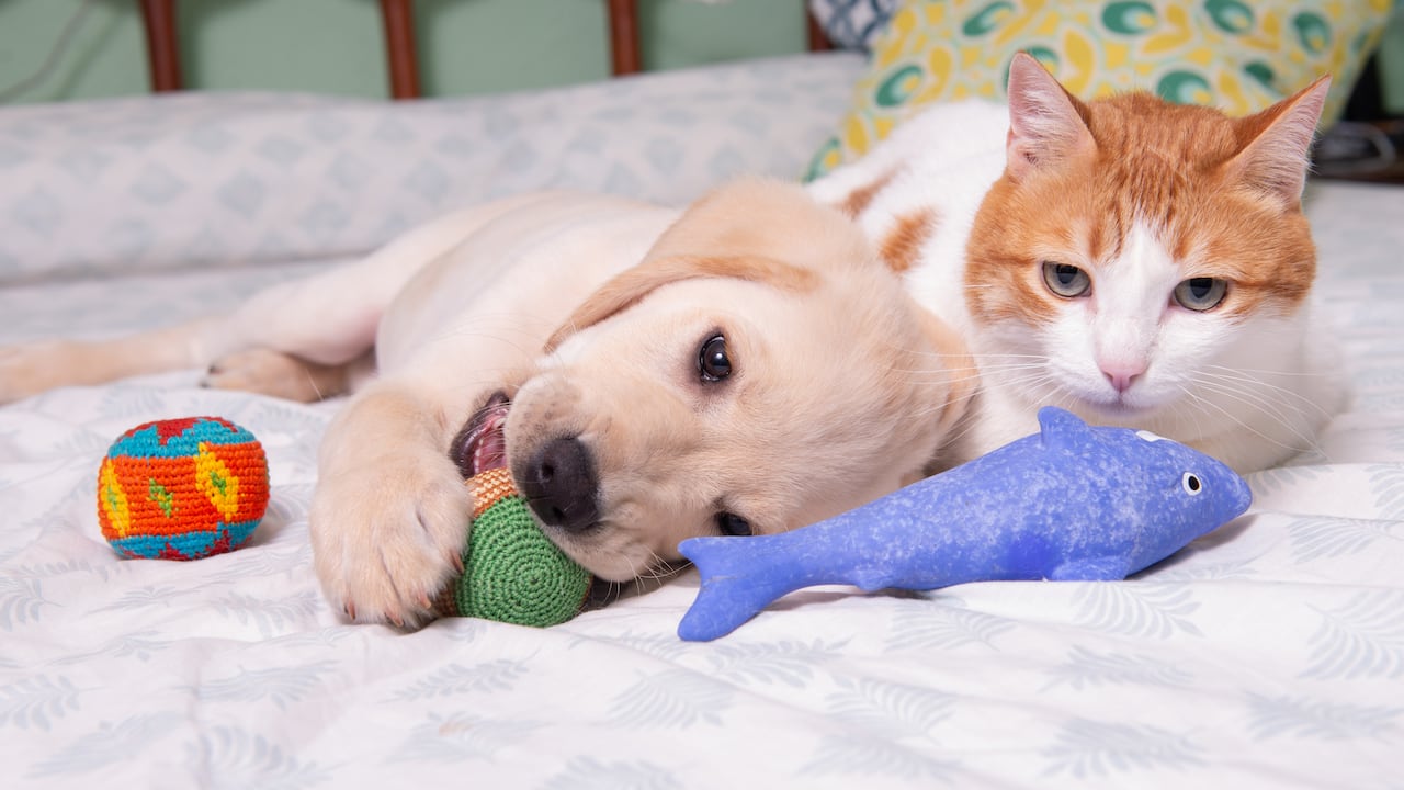 Así ha cambiado estilo de vida de los perros y gatos.