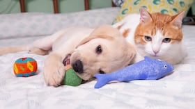 Así ha cambiado estilo de vida de los perros y gatos.