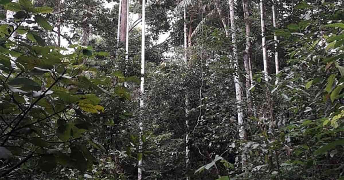En los bosques colombianos la diversidad de especies arbóreas es inmensa. Foto: archivo particular. 