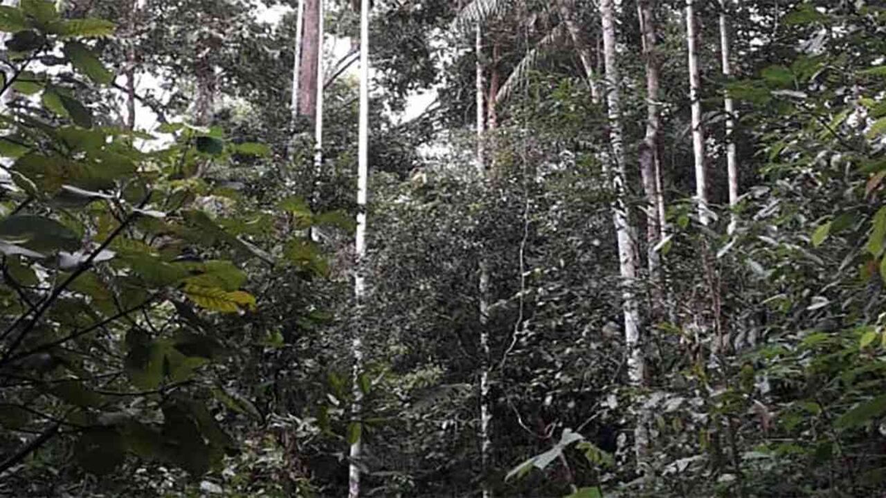 Colombia hace parte de los cinco países que contienen 70 por ciento de los bosques tropicales restantes en el mundo. Iniciativa interreligiosa busca proteger la selva tropical y trabajar de la mano con el gobierno para frenar la deforestación. Foto: archivo particular.