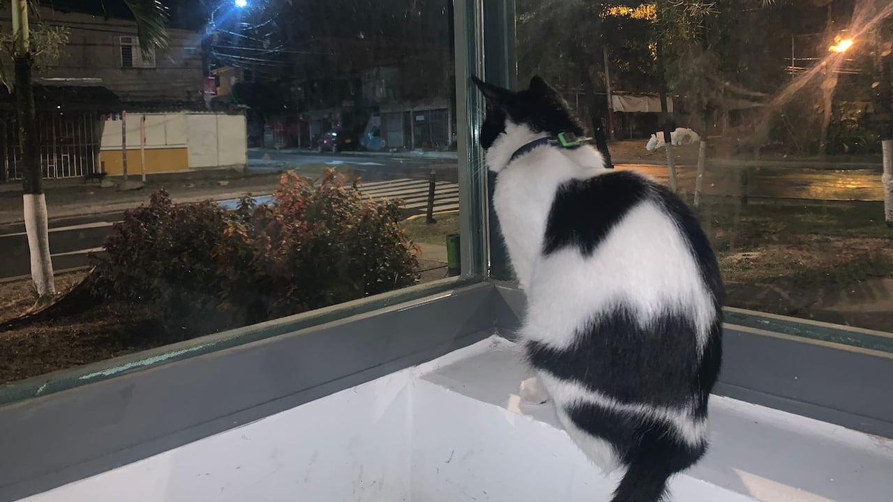 ‘Niña’, la gata que resultó gravemente herida en atentado con granada en el CAI de Charco Azul en Cali, falleció