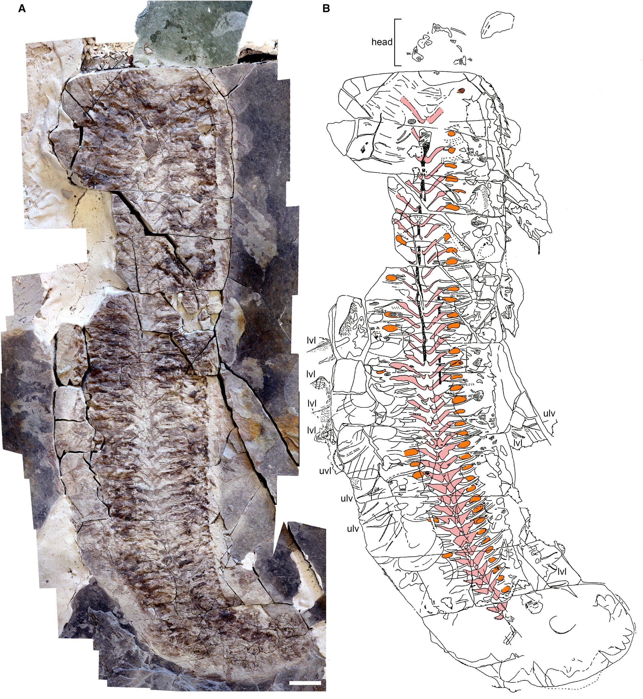 El hallazgo ofrece pistas sobre cómo algunos artrópodos se adaptaron a entornos marinos extremos.