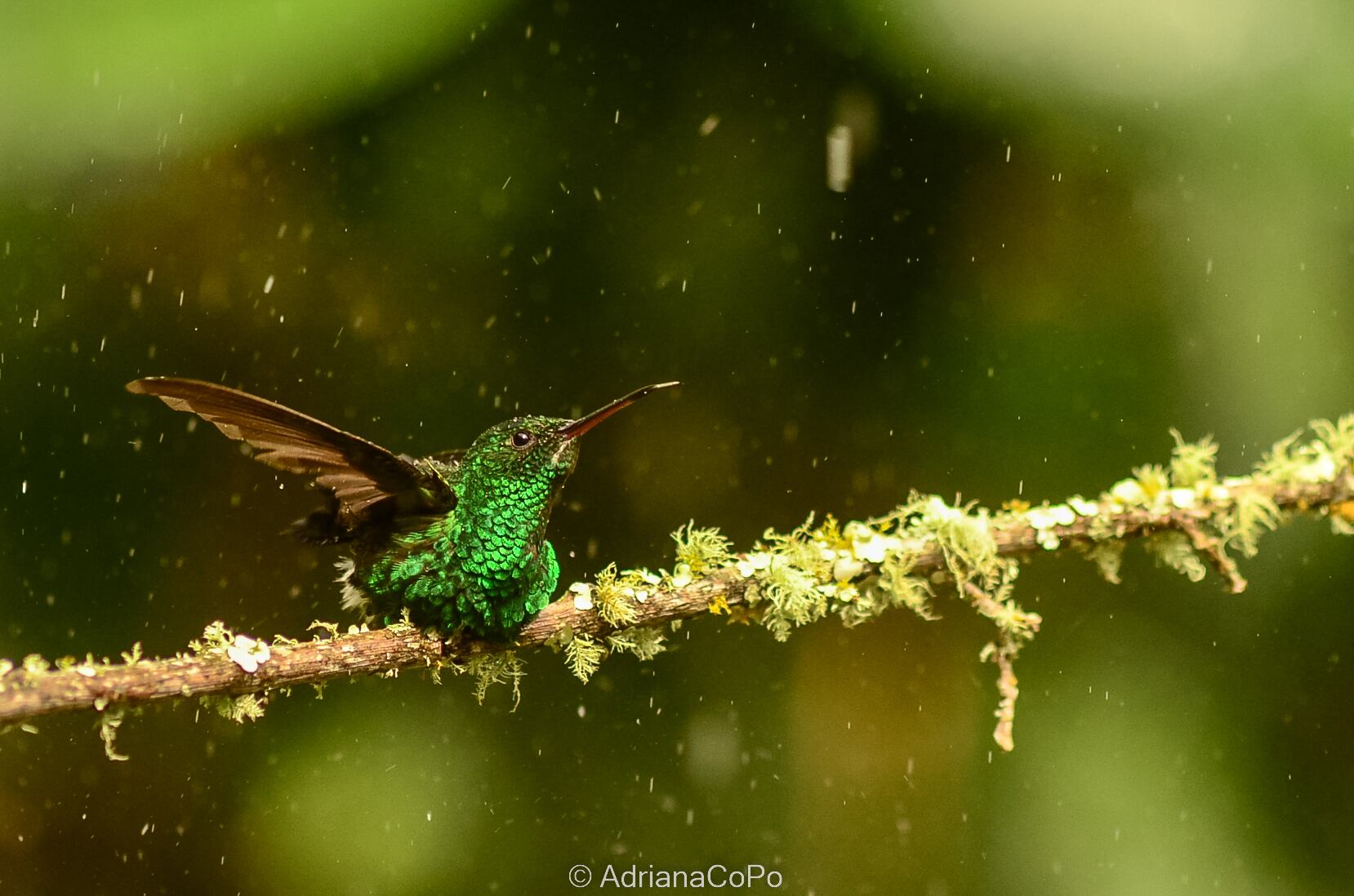 Saucerottia saucerrottei o Colibrí coliazul del Cauca.