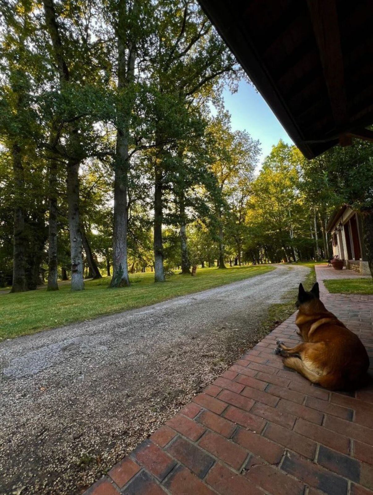 El destino del animal estaba a cargo de la familia después de la muerte del actor