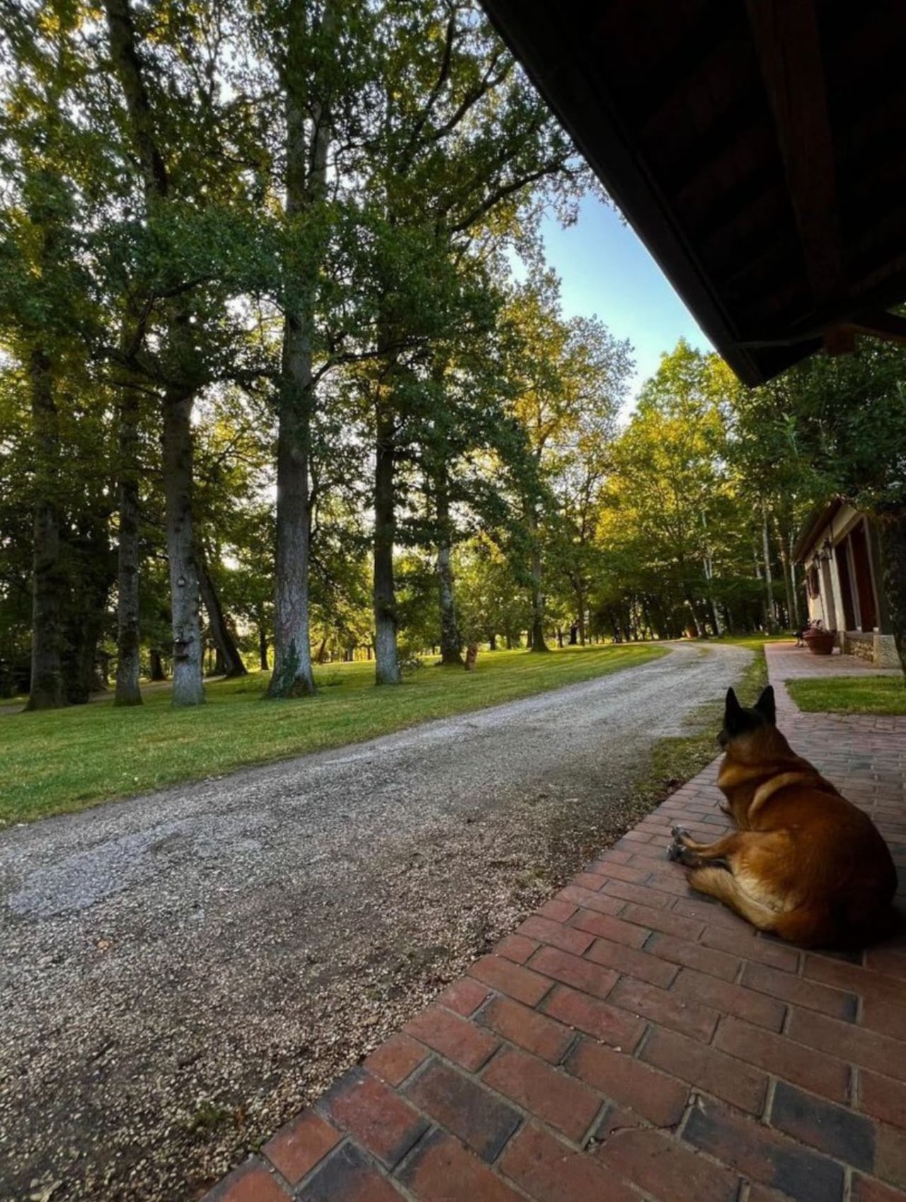 Controversy over actor Alain Delon’s last wish: to sacrifice his dog and bury it with him… Controversy over actor Alain Delon’s last wish: to sacrifice his dog and bury it with him…