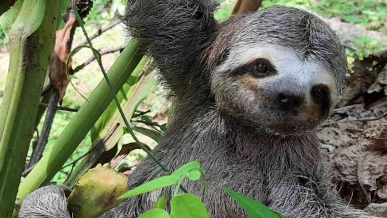 Los osos perezosos hacen parte de las 59 especies de mamíferos que habitan en el Parque Tayrona. Foto: Parques Nacionales Naturales.