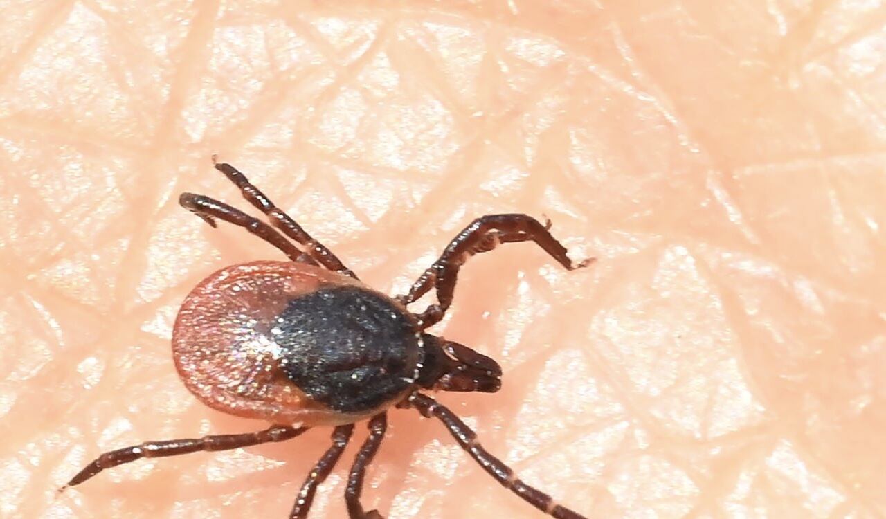 El virus Oz se transmite por medio de la picadura de las garrapatas