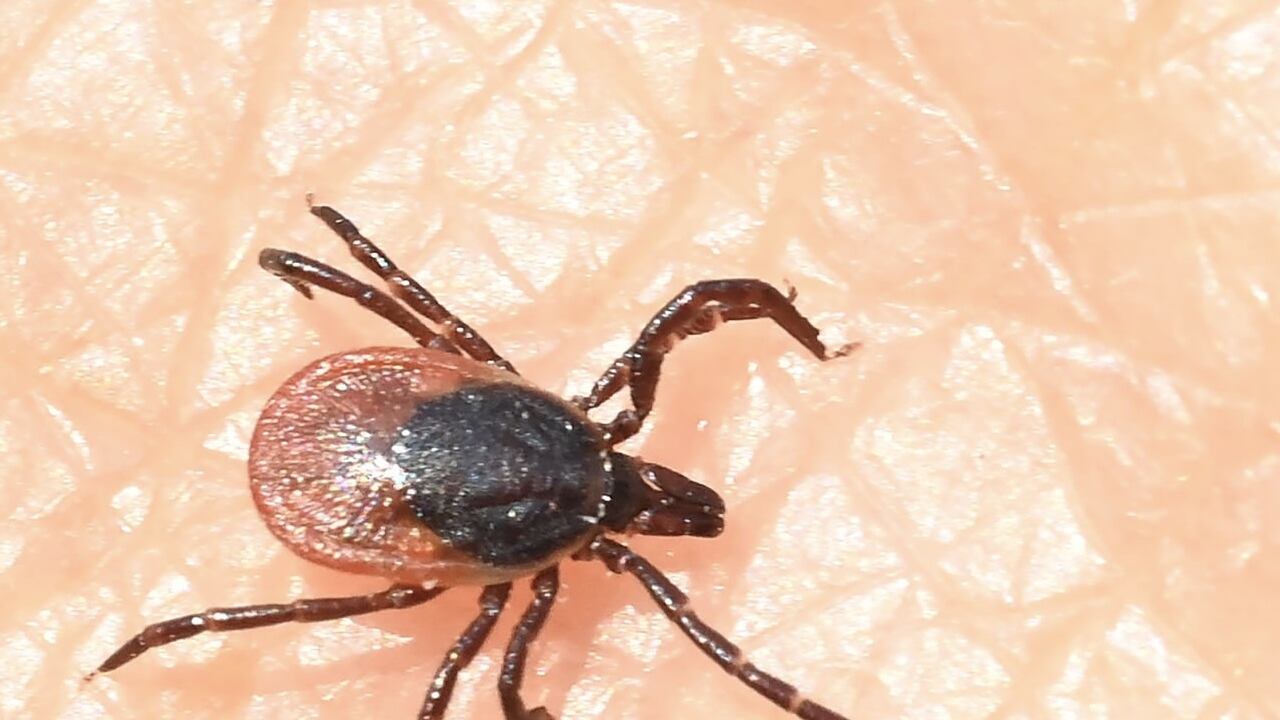 El virus Oz se transmite por medio de la picadura de las garrapatas