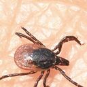 El virus Oz se transmite por medio de la picadura de las garrapatas