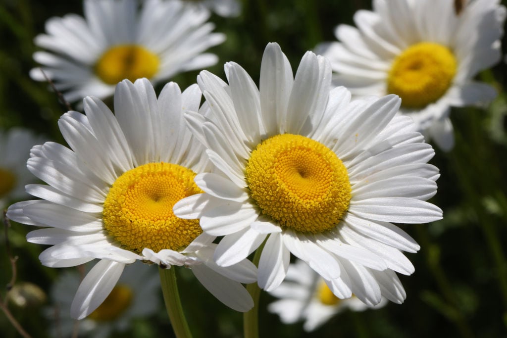 Cambie su destino financiero, descubra cómo la manzanilla y el Feng Shui pueden abrir puertas hacia la prosperidad.