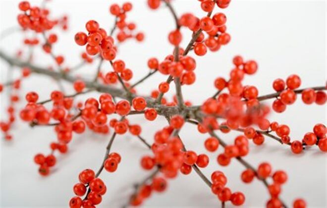 Bayas de Goji, el nuevo fruto anti-vejez, foto: Thinkstock