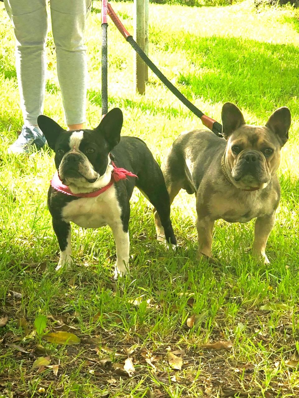 Perritos desaparecidos