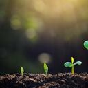 Las propiedades del agua oxigenada ayudan a que sea un gran aliado para el crecimiento de las plantas.