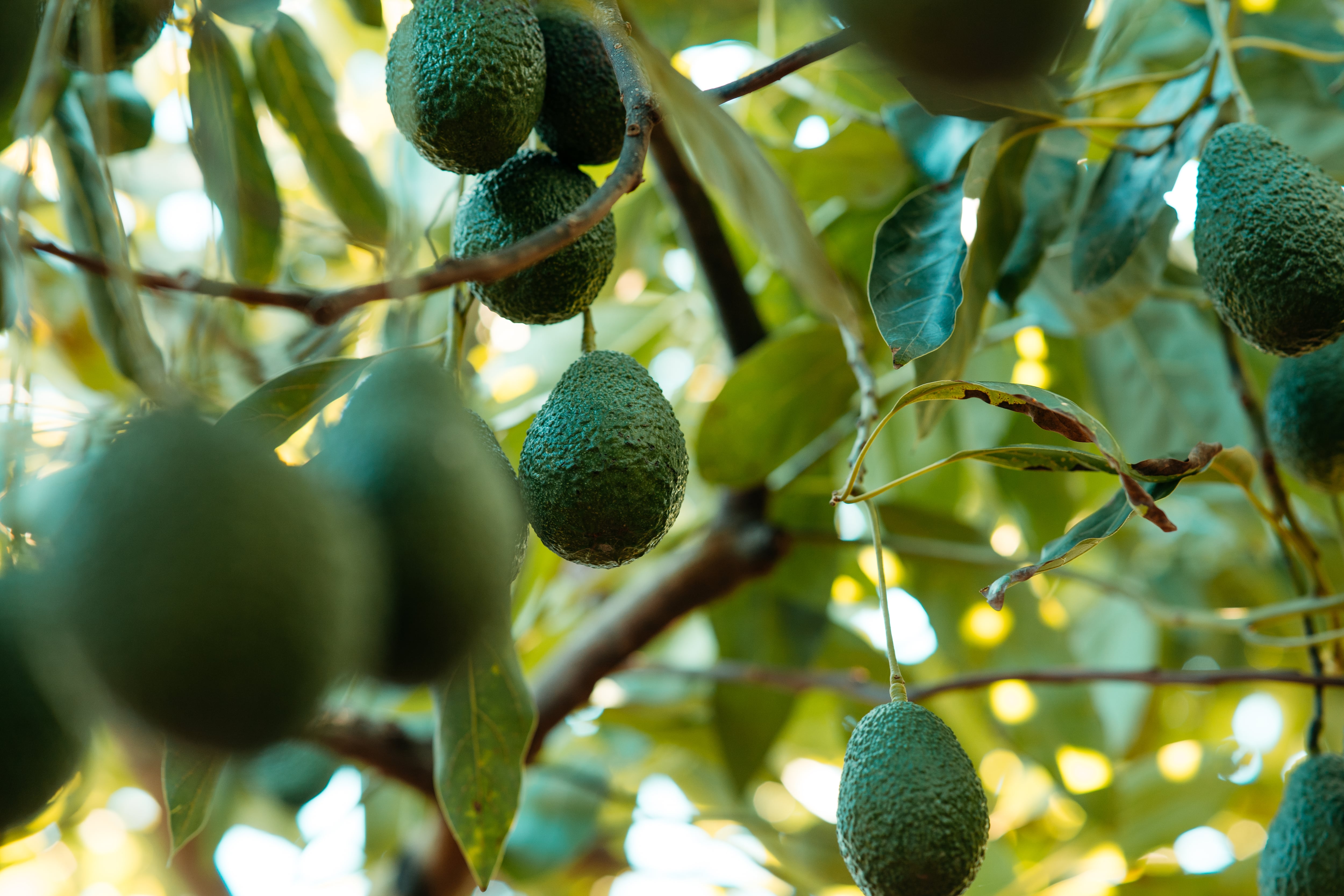 El sorprendente mecanismo que permite al aguacate reproducirse y que lleva millones de años intacto.